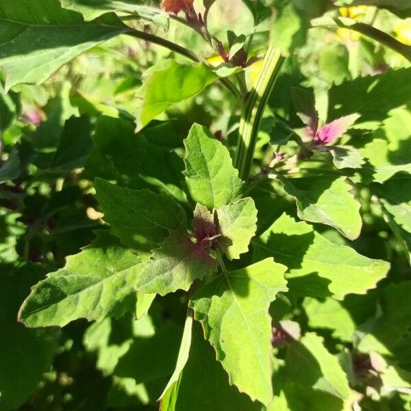 Chenopodium giganteum Kvet