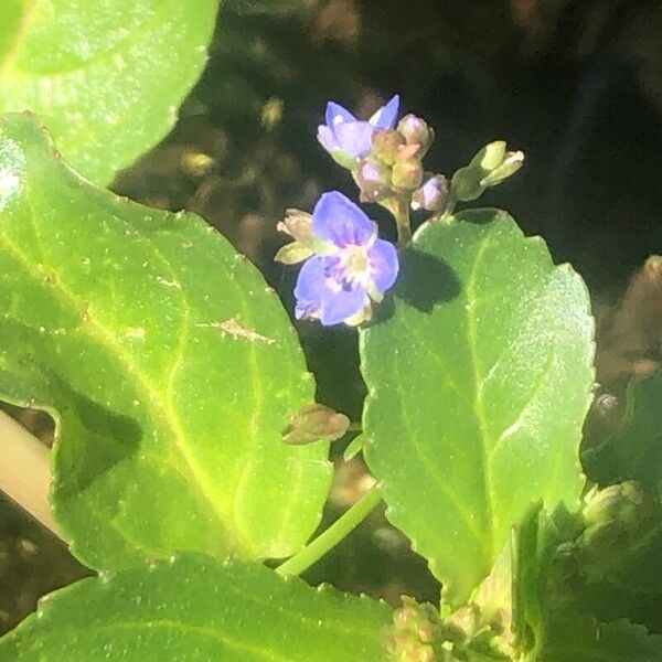 Veronica beccabunga Bloem