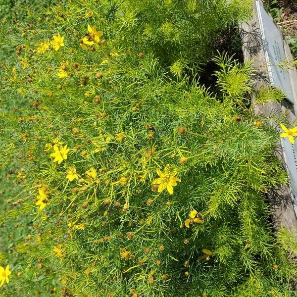 Coreopsis verticillata Hábitos