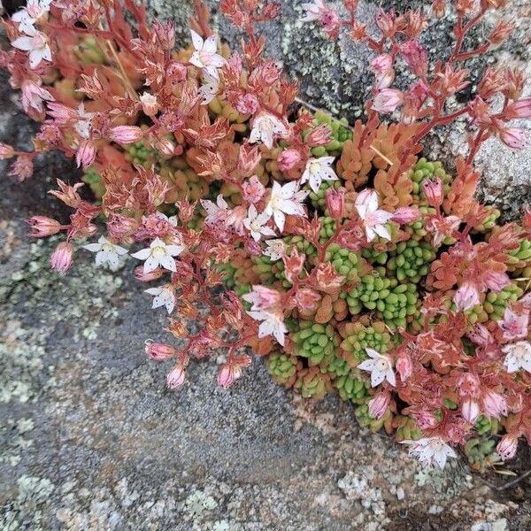 Sedum hirsutum Flor