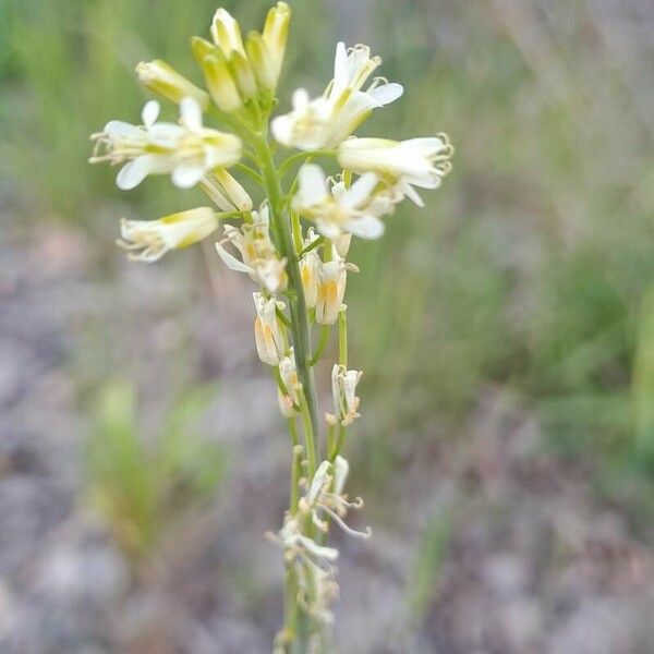 Turritis glabra Blomst