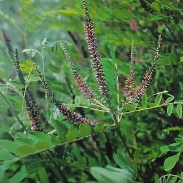 Amorpha fruticosa Кветка