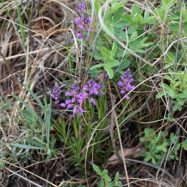 Polygala comosa Цвят