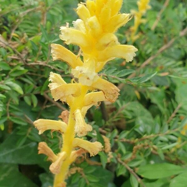 Orobanche flava Bloem