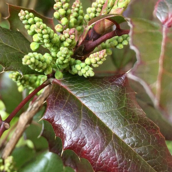 Berberis aquifolium 花