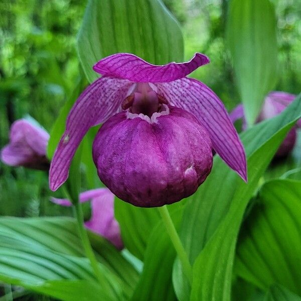 Cypripedium macranthos Flower