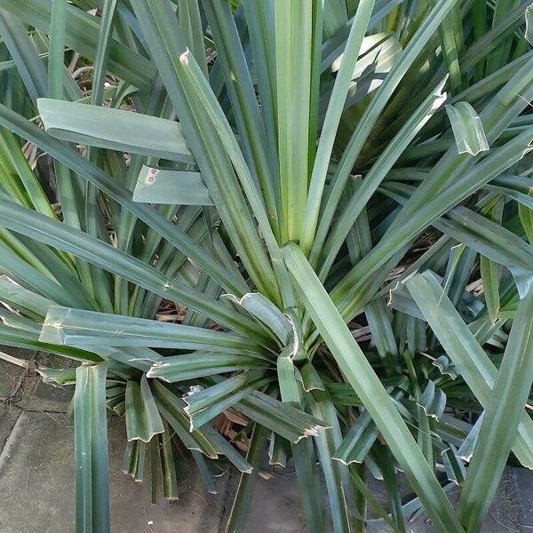 Pandanus utilis Blatt