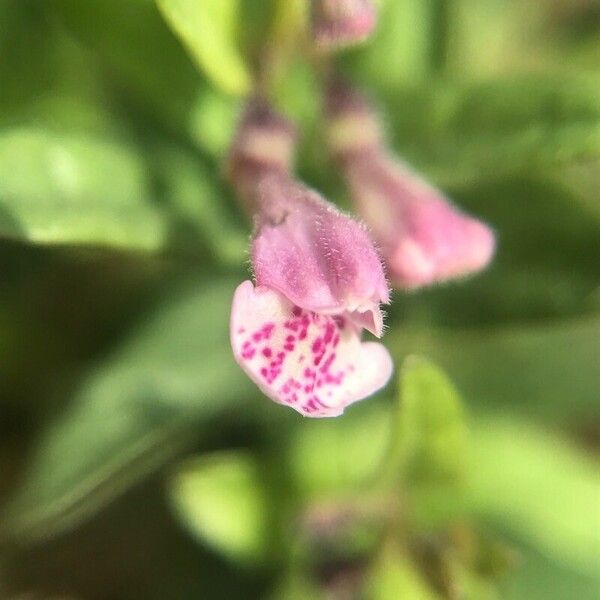 Scutellaria minor 花