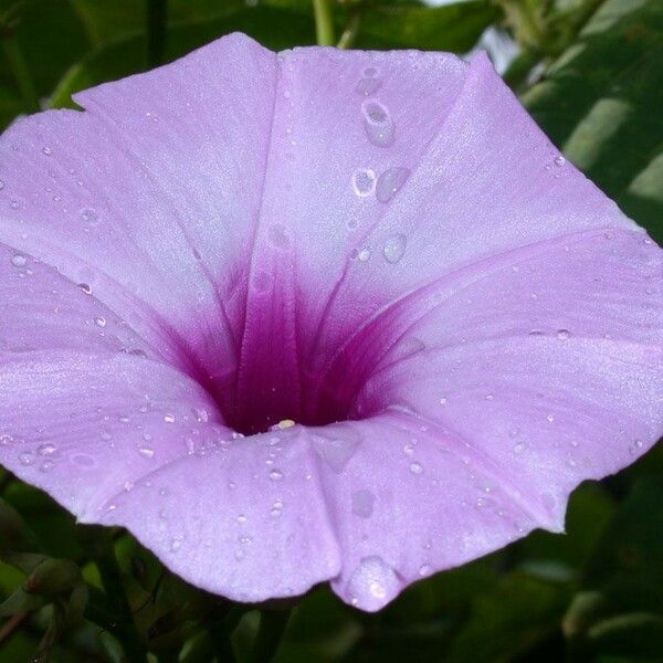 Ipomoea tiliacea Flors