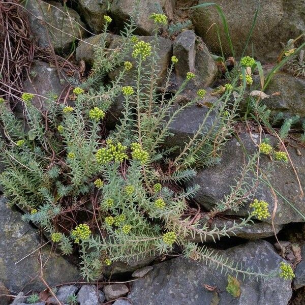 Petrosedum rupestre موطن