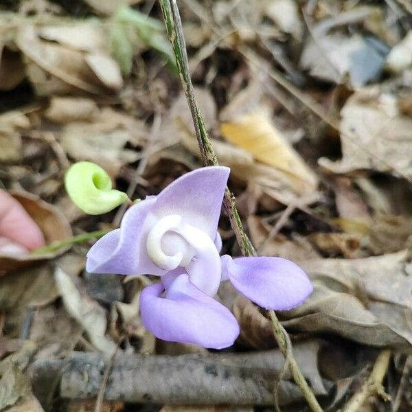 Sigmoidotropis speciosa Flor