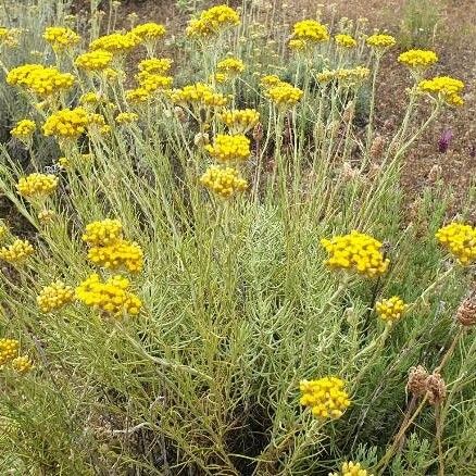 Helichrysum italicum Іншае