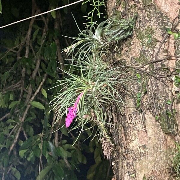 Tillandsia stricta Kukka