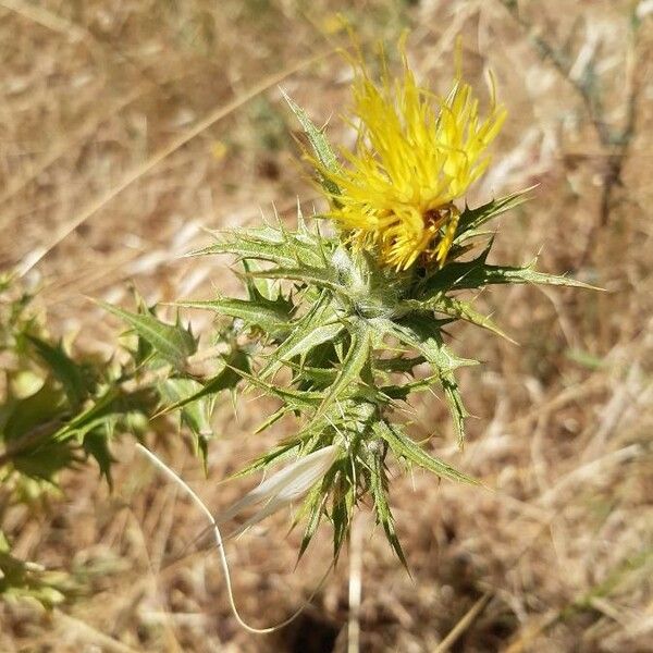 Carthamus lanatus Květ