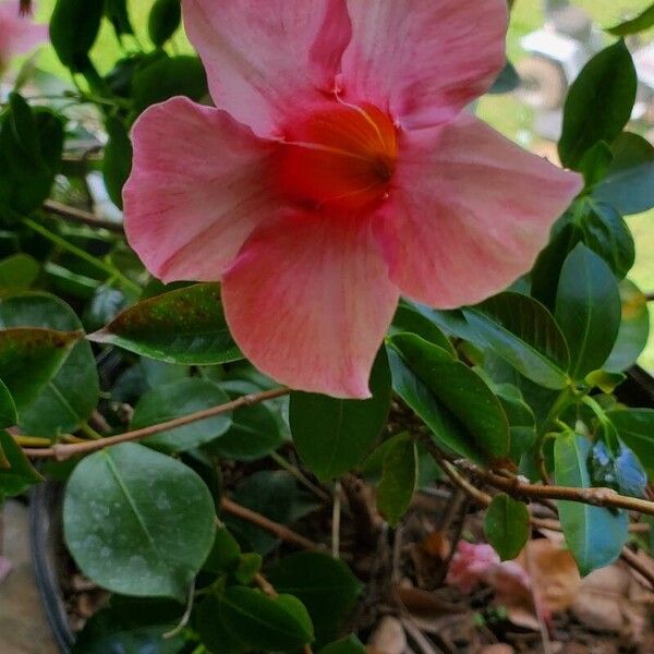 Mandevilla sanderi Fiore