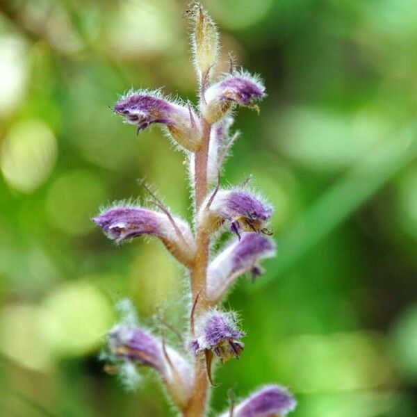 Orobanche pubescens Цвят