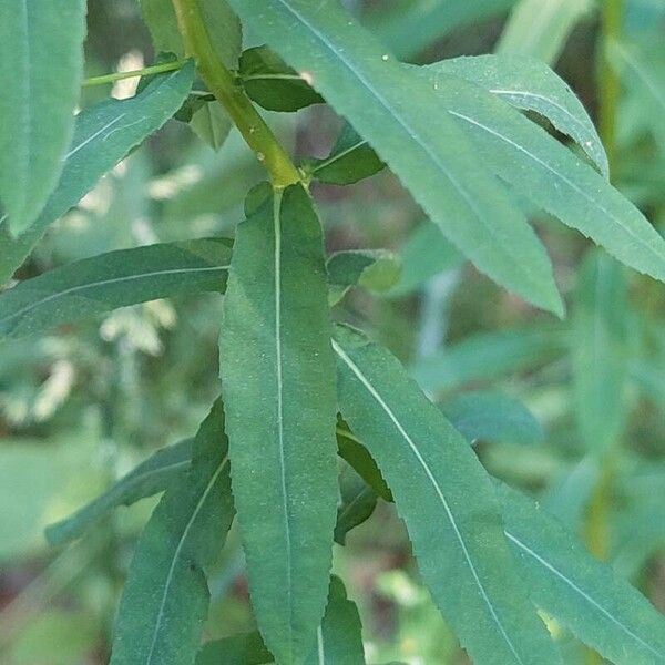 Euphorbia stricta Frunză
