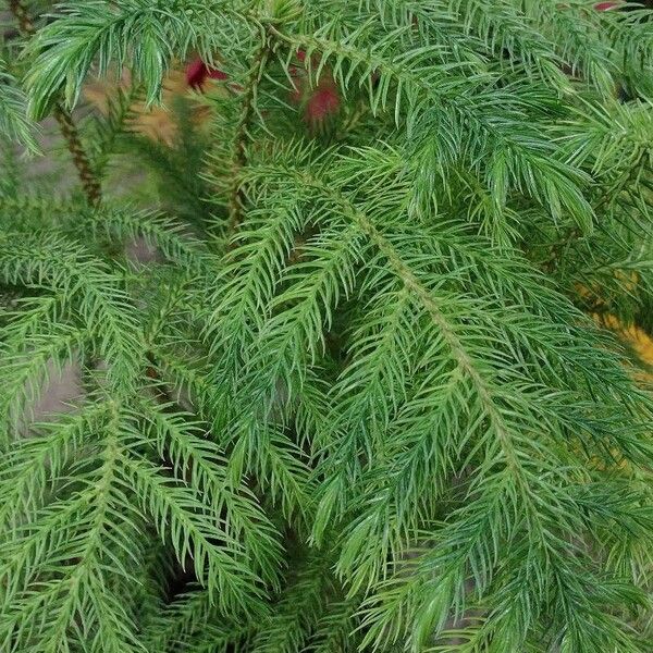 Araucaria heterophylla Yaprak