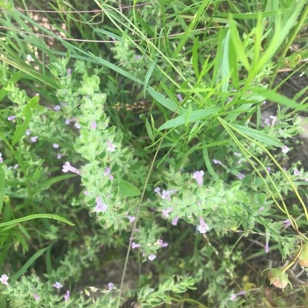 Hedeoma drummondii Квітка