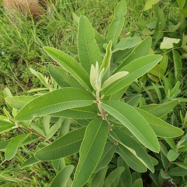 Ozoroa insignis Blad