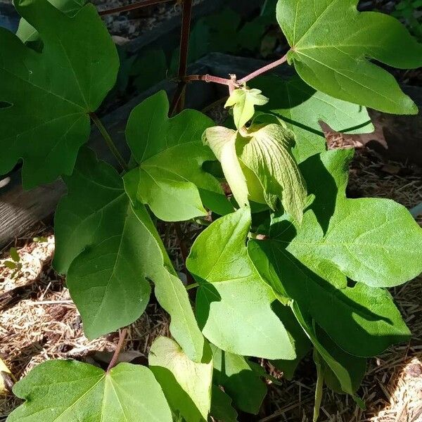 Gossypium herbaceum অভ্যাস