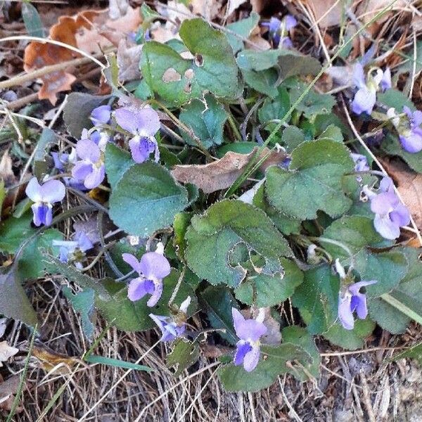 Viola odorata Цветок