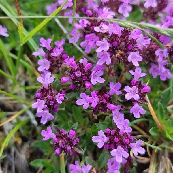 Thymus serpyllum Blomma