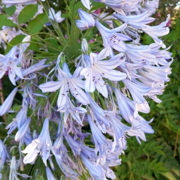 Agapanthus praecox Çiçek