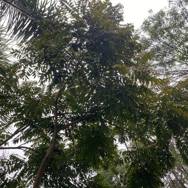 Imagem de referência para identificação da planta Cedro-vermelho