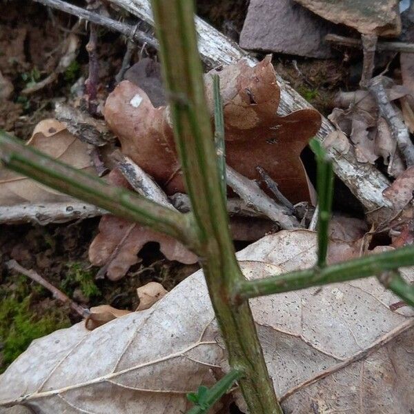 Cytisus scoparius Кора