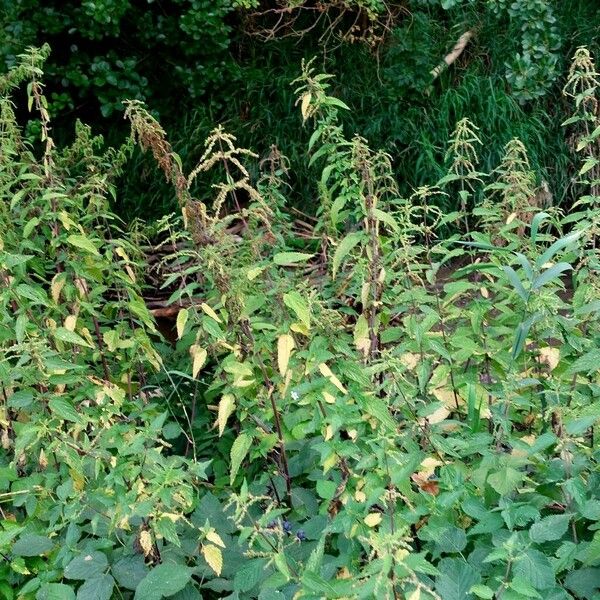 Urtica dioica Облик