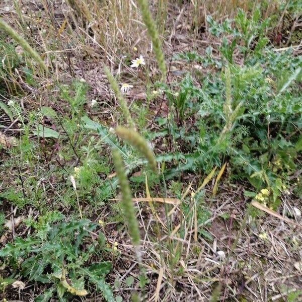 Alopecurus myosuroides Flor