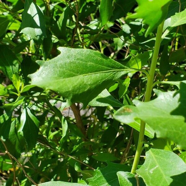 Baccharis halimifolia Leaf