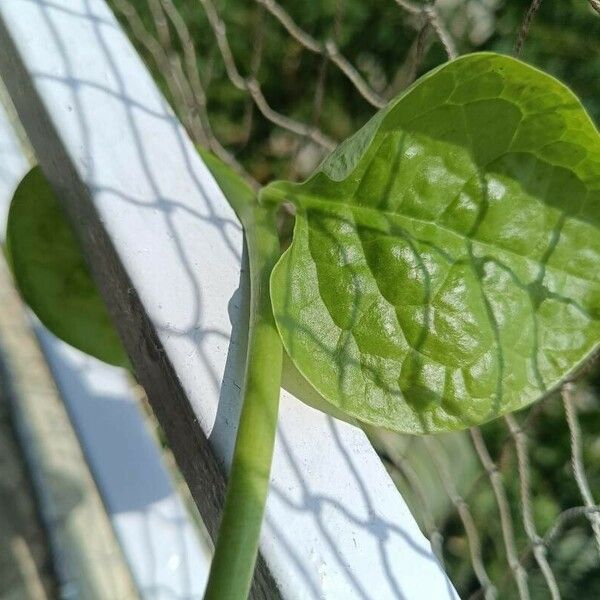 Basella alba Leaf