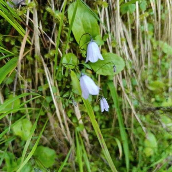 Campanula cochleariifolia Blüte