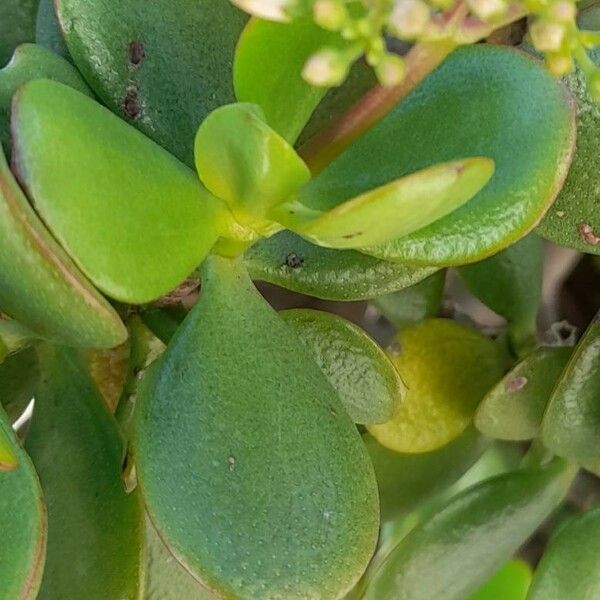 Crassula ovata Hostoa