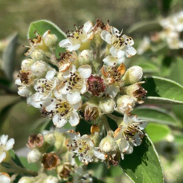 Cotoneaster pannosus Blomst