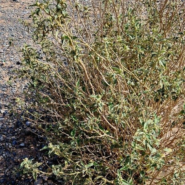 Chrozophora oblongifolia Elinympäristö