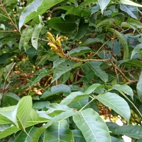 Tecoma stans Flower