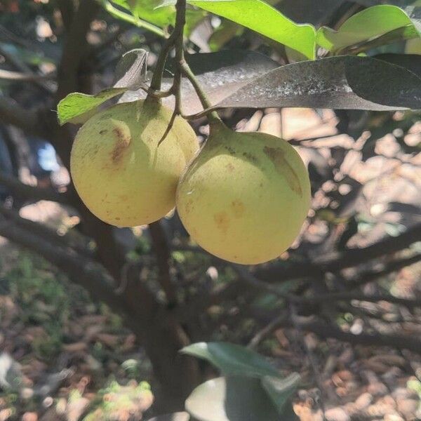 Myristica fragrans Plod