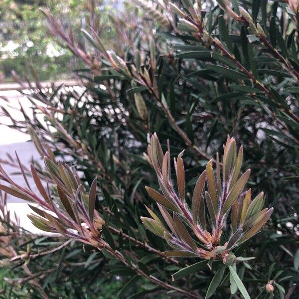 Melaleuca rugulosa Leaf