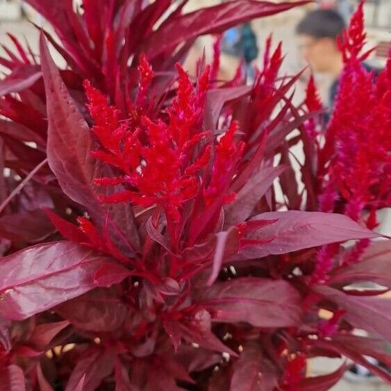 Amaranthus cruentus Virág