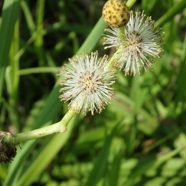 Sparganium eurycarpum Frukto