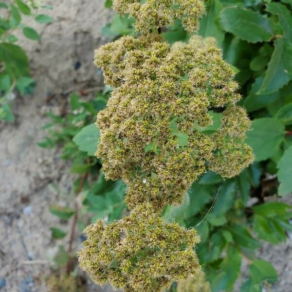 Spiraea betulifolia Flors