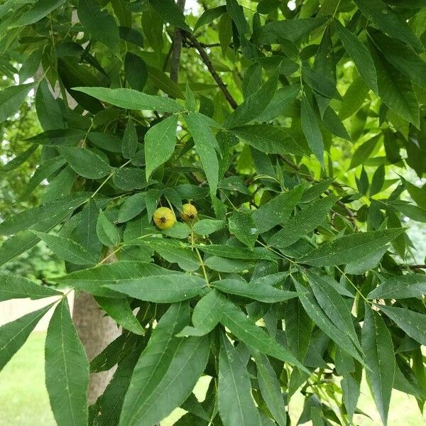 Carya cordiformis Blad