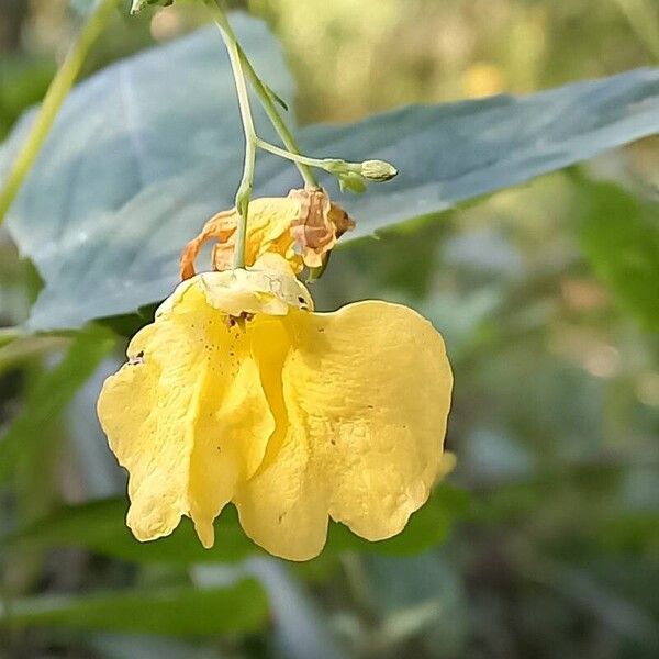 Impatiens noli-tangere Flower