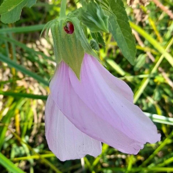 Hibiscus striatus Flor