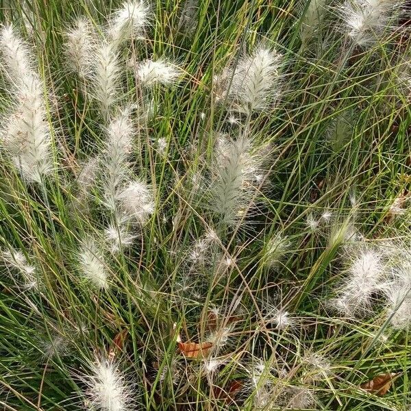 Cenchrus orientalis Habit