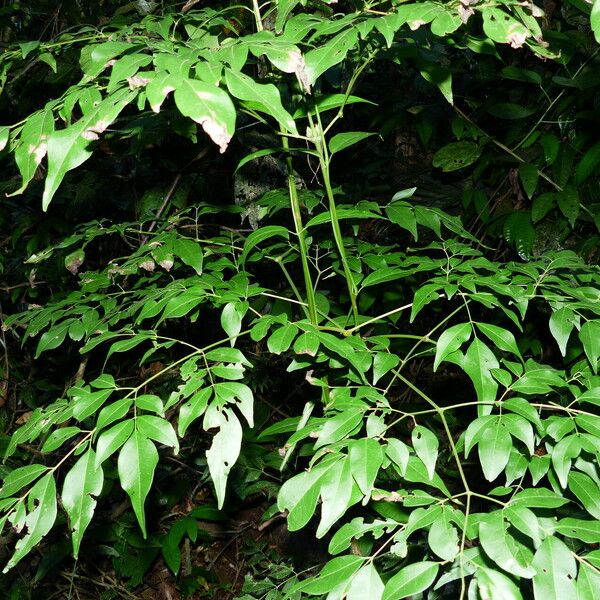 Dialium guianense Leaf