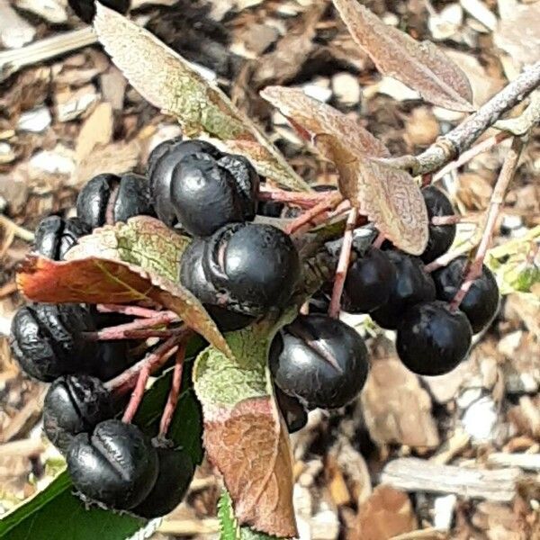 Aronia melanocarpa ഫലം